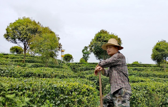 云雾恩施富硒茶