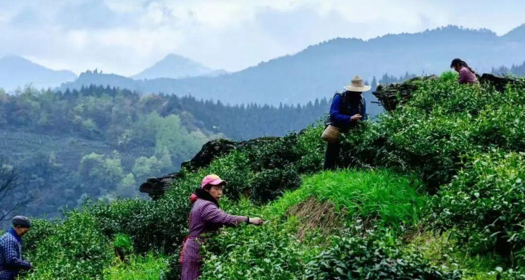 云雾恩施富硒茶