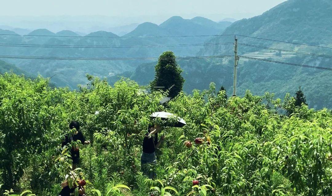 云雾恩施富硒茶