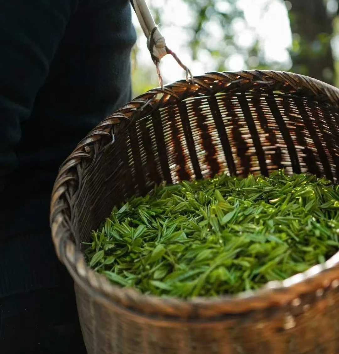 云雾恩施富硒茶