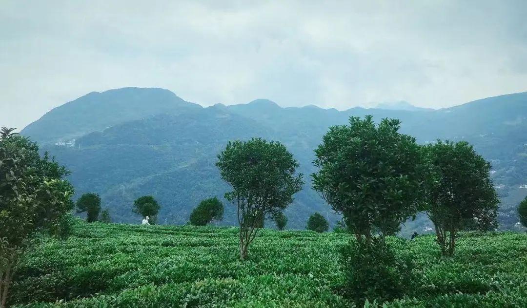 云雾恩施富硒茶