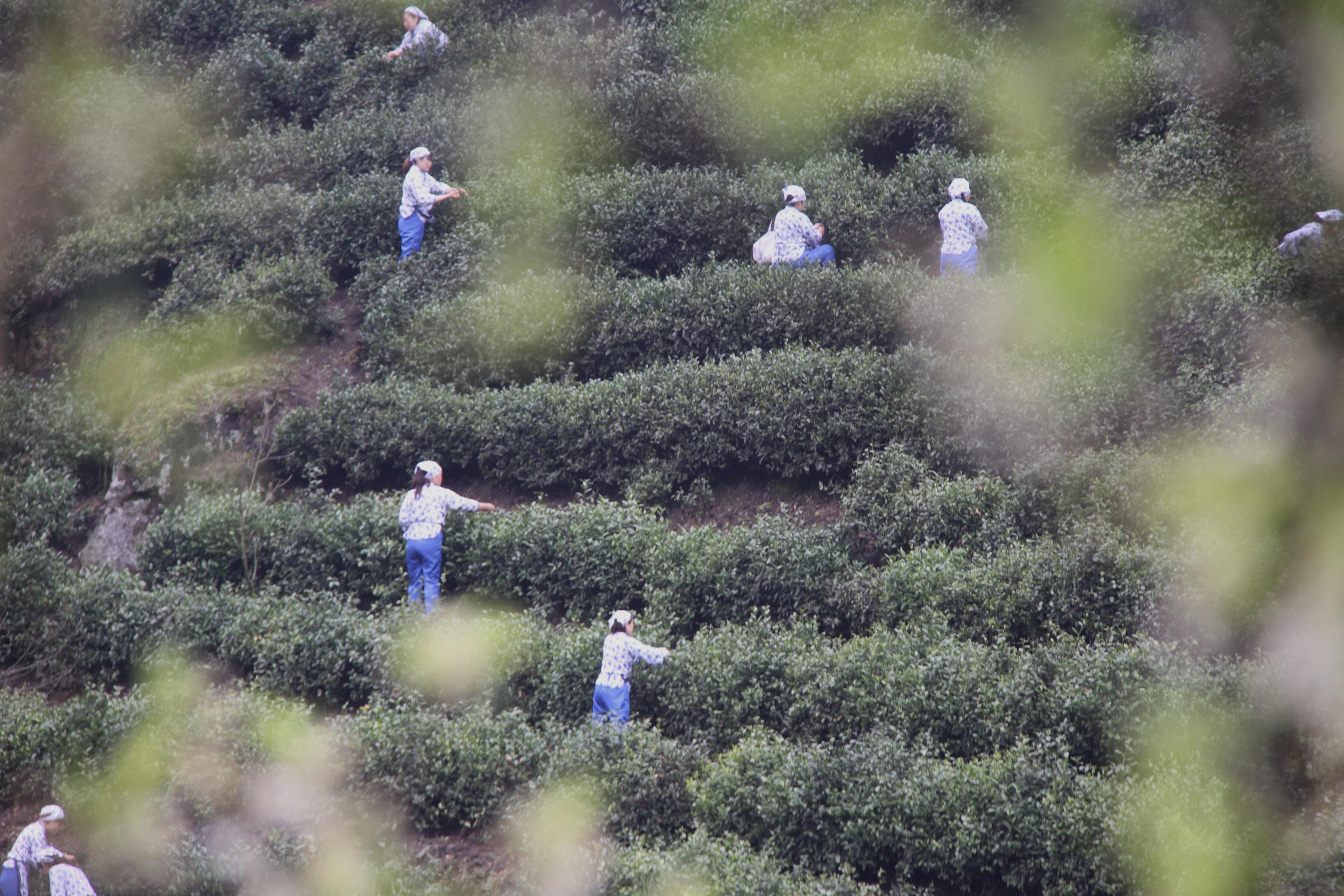 陕西富硒茶价格