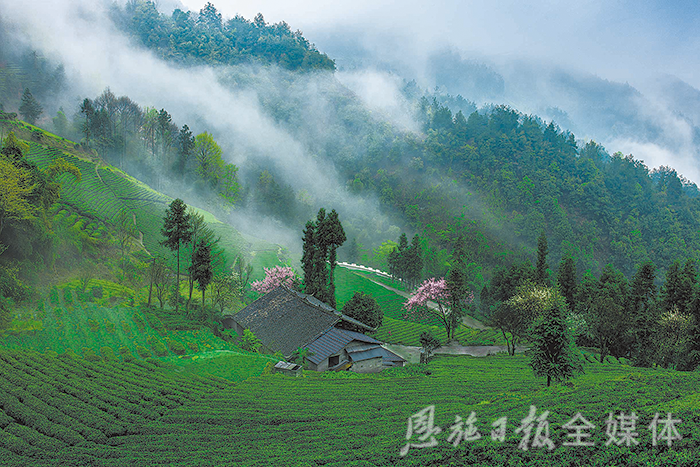 云雾恩施富硒茶