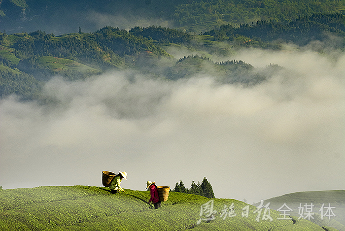 云雾恩施富硒茶