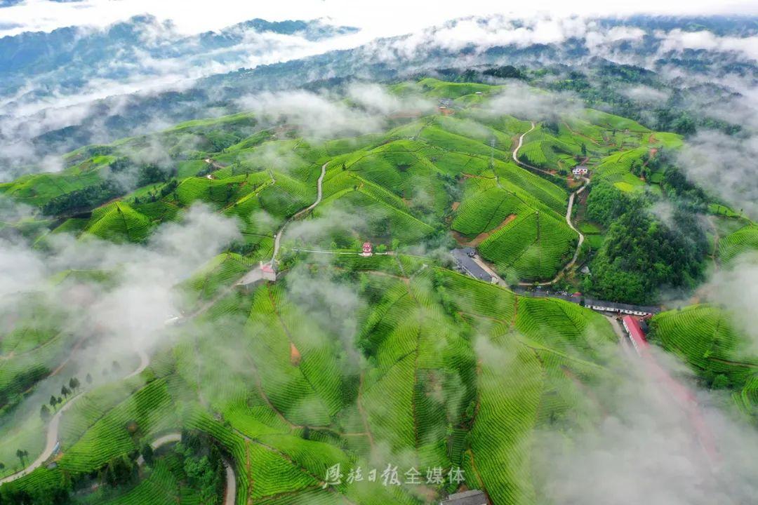 云雾恩施富硒茶