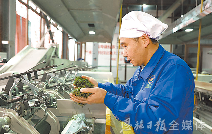 云雾恩施富硒茶