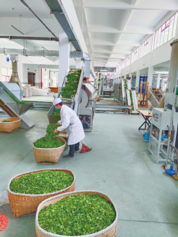 云雾恩施富硒茶