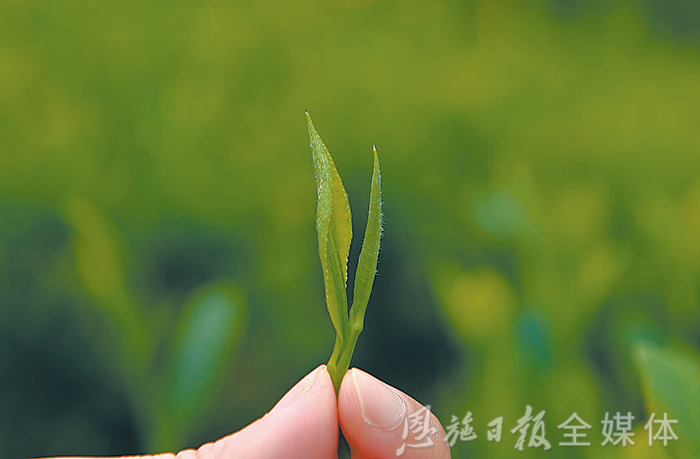 云雾恩施富硒茶