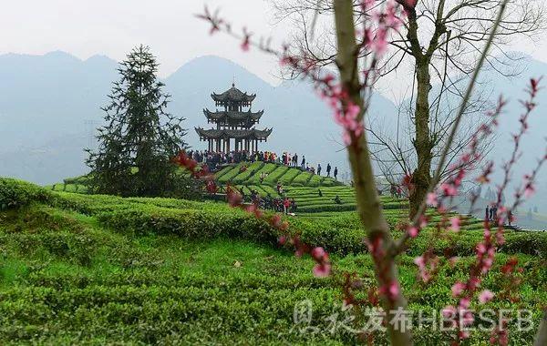 云雾恩施富硒茶