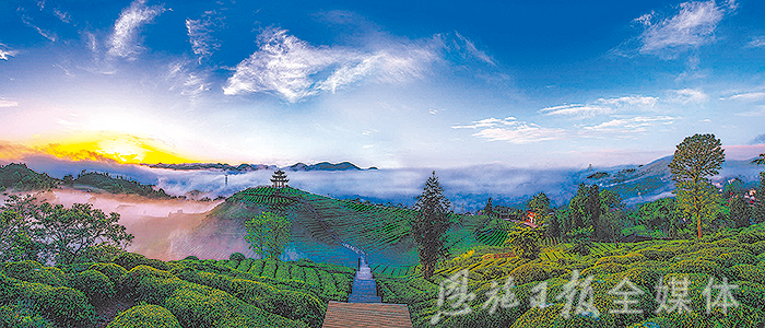 云雾恩施富硒茶