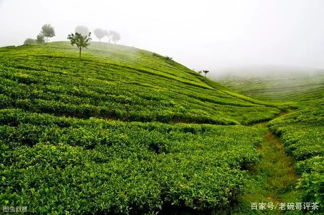 紫阳富硒茶销售