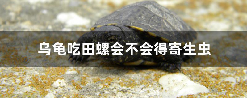 乌龟吃什么补钙