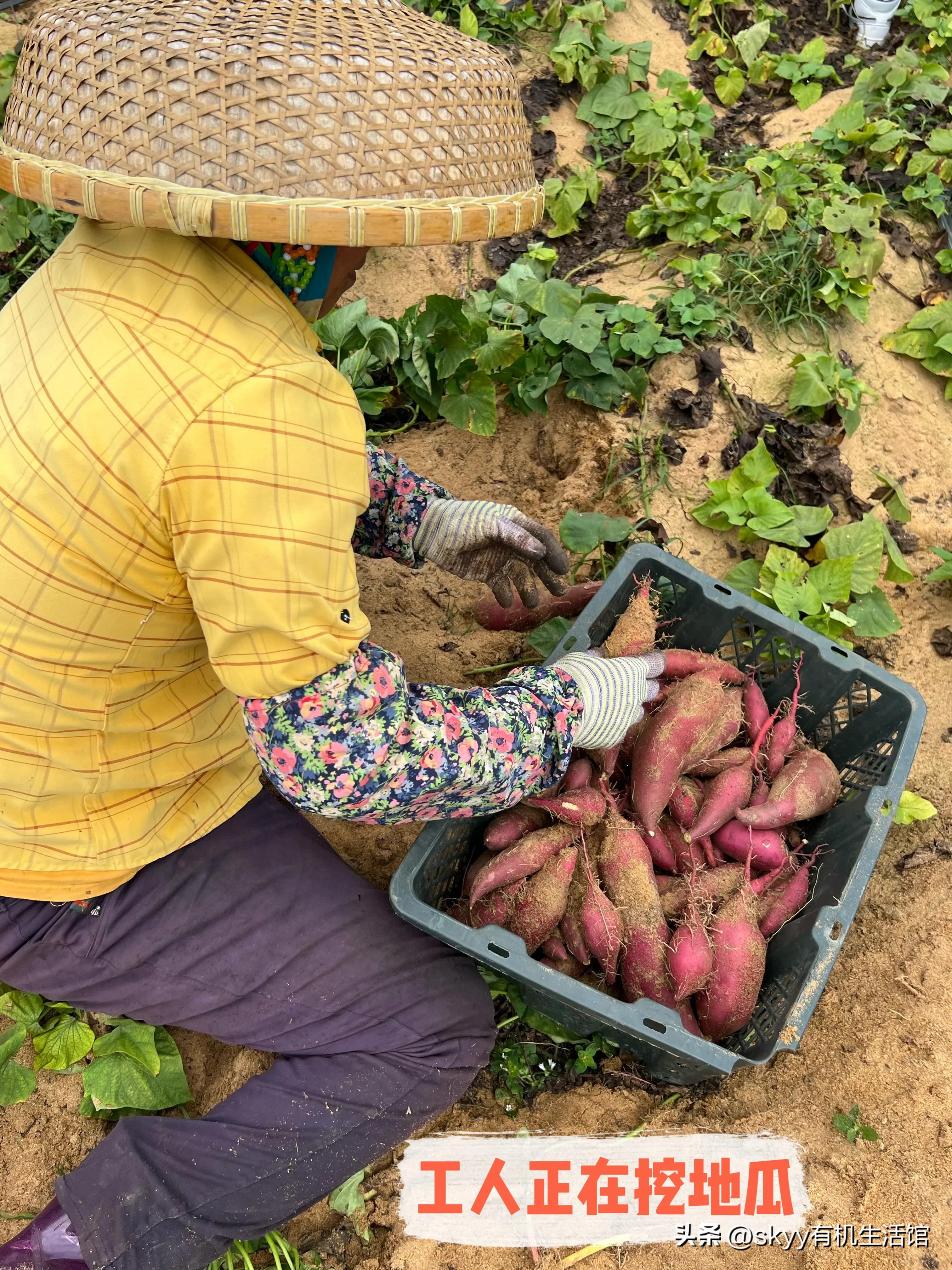 什么是富硒地瓜