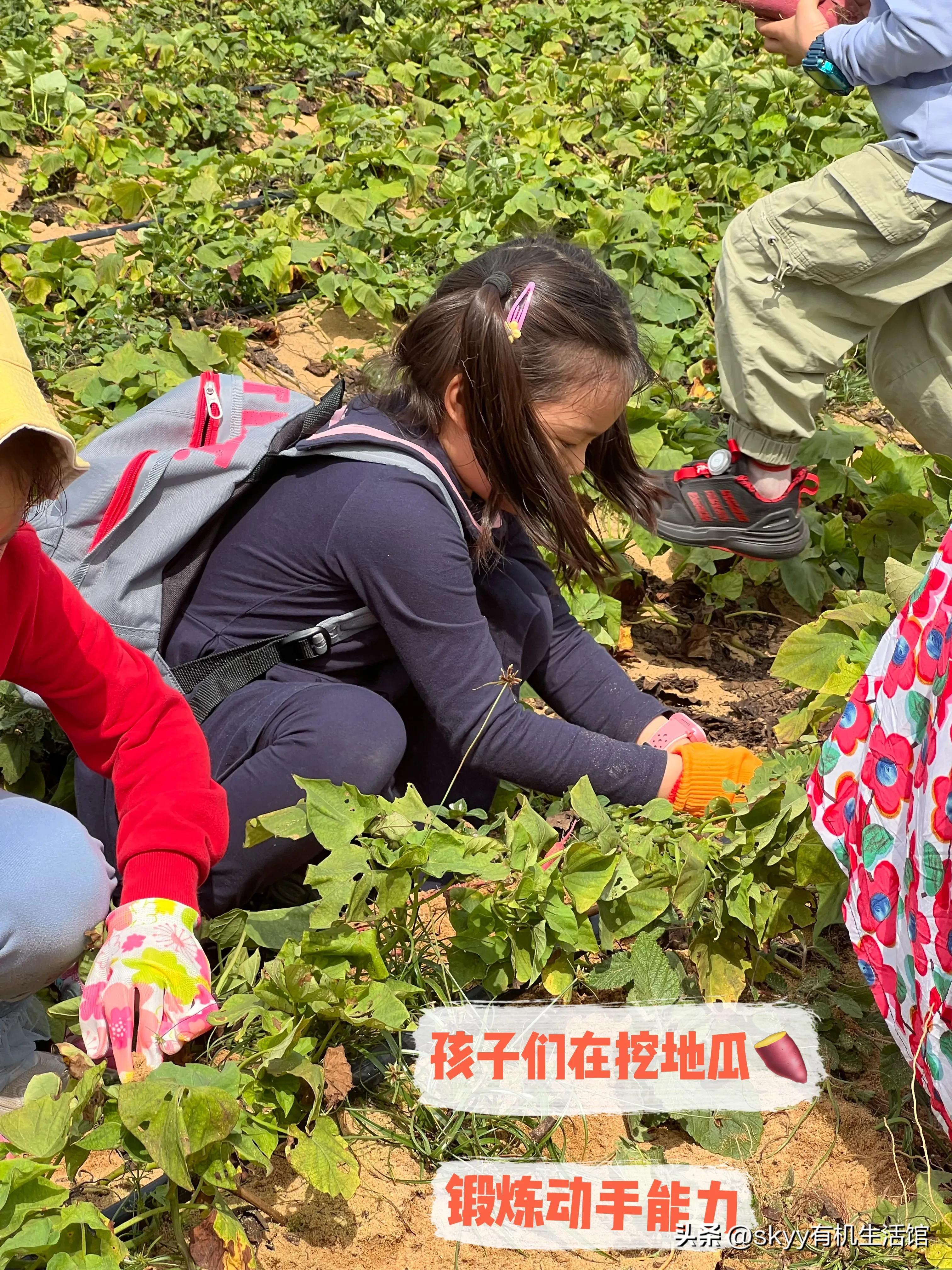什么是富硒地瓜