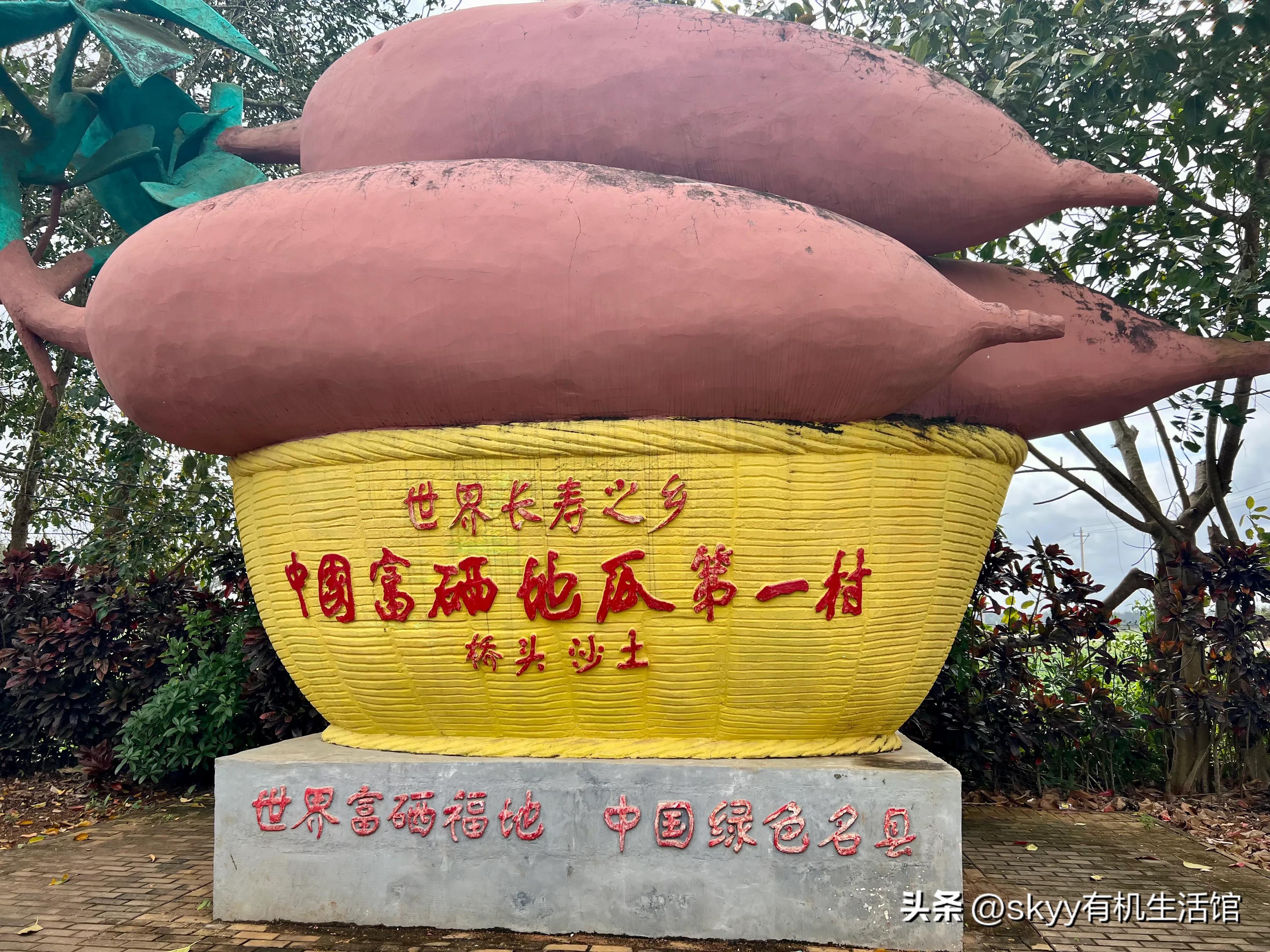 什么是富硒地瓜