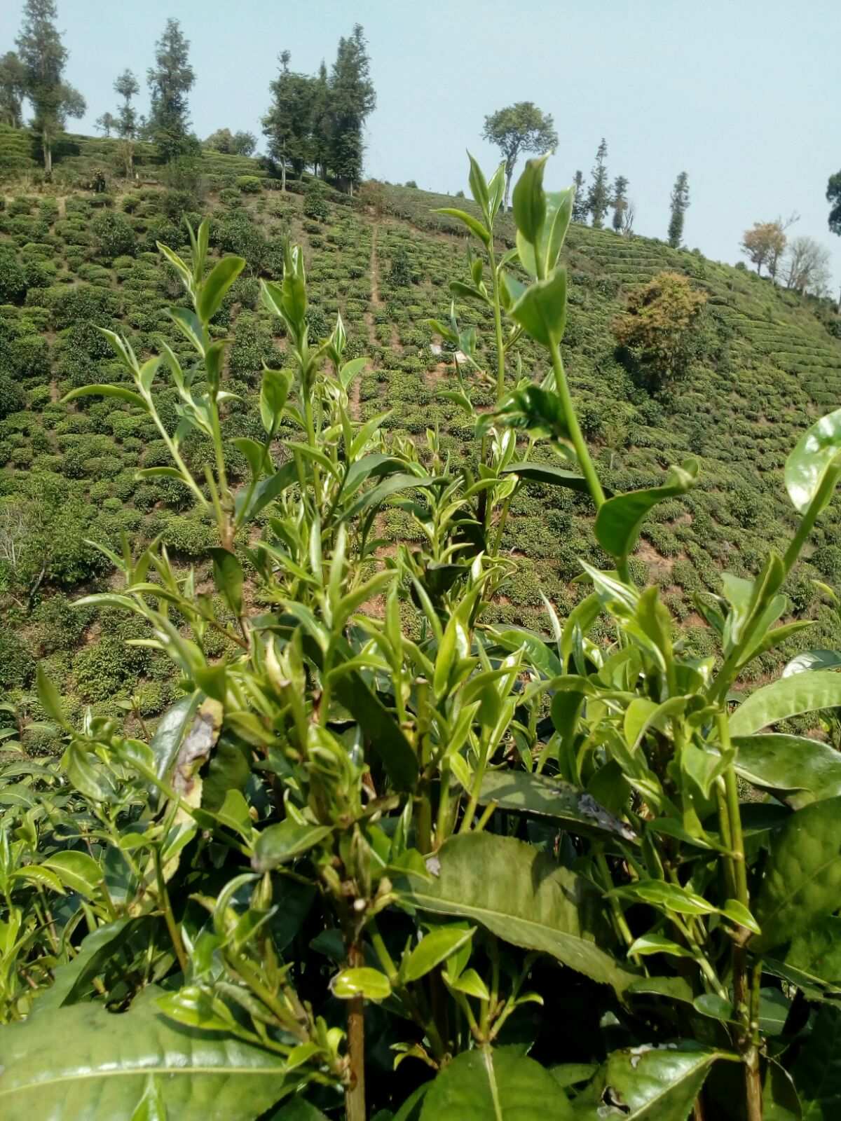 贵州富硒茶产地