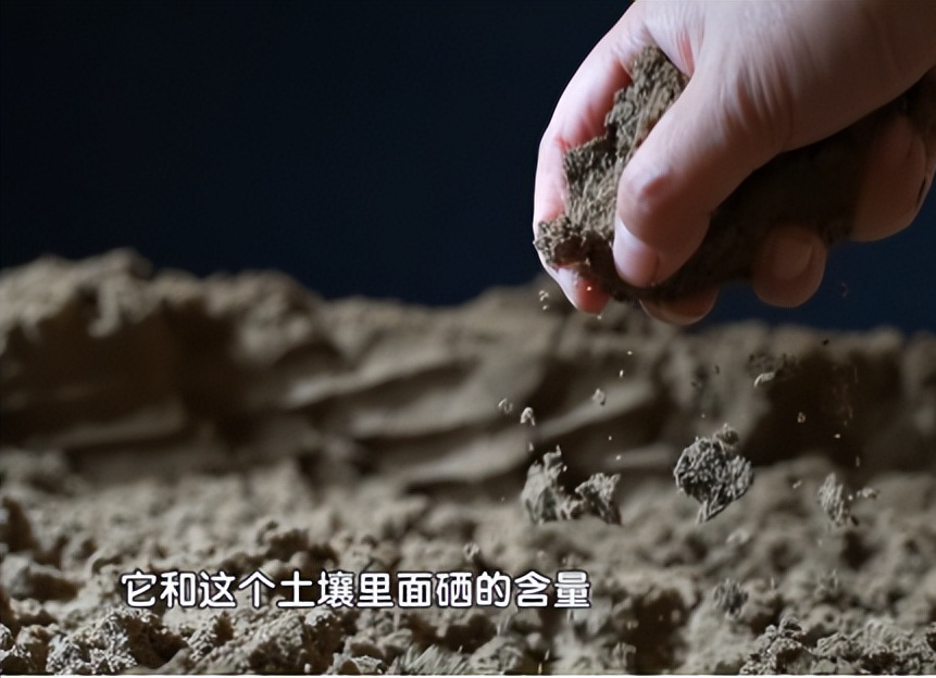 什么食物能补硒