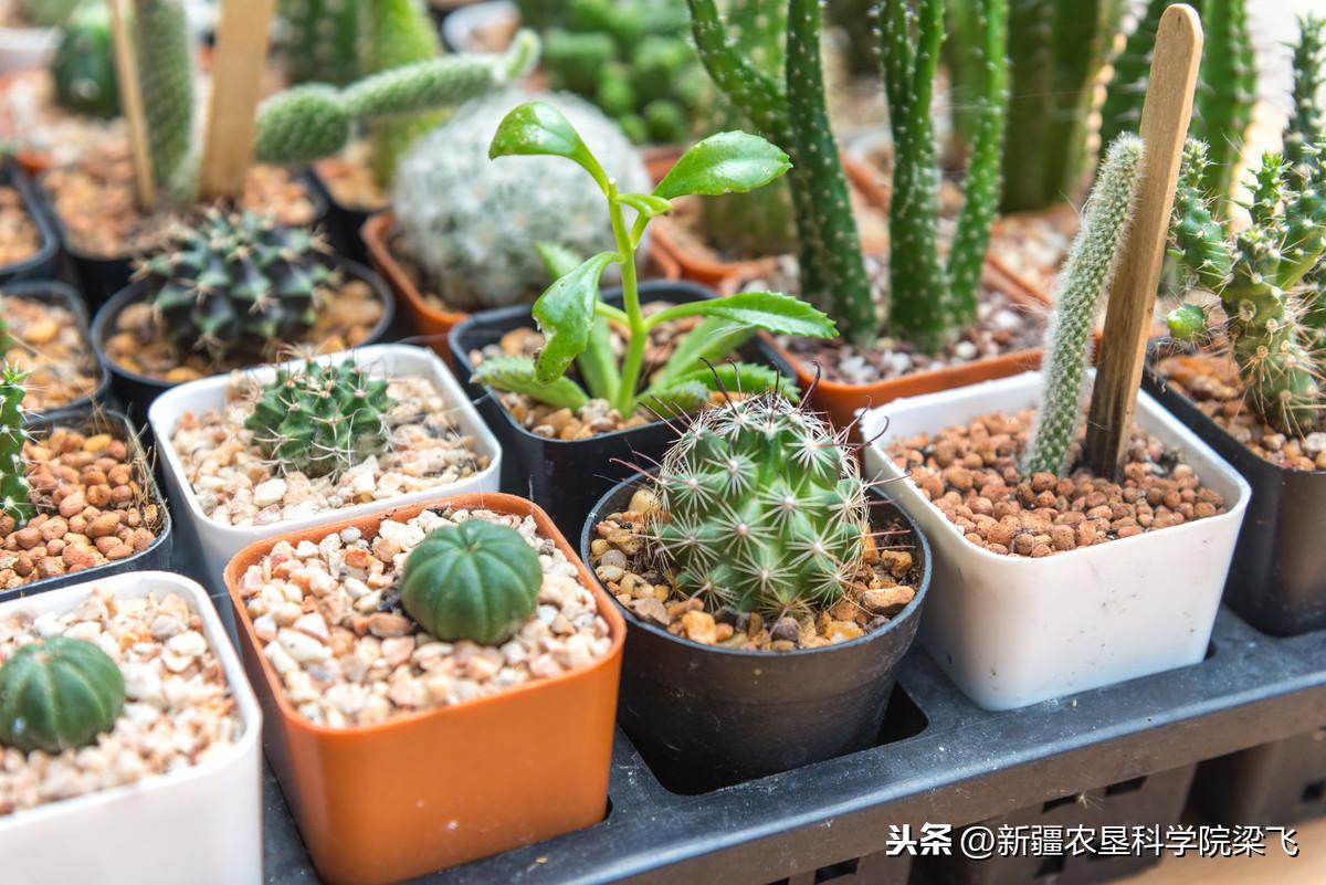 微量元素是什么怎么补