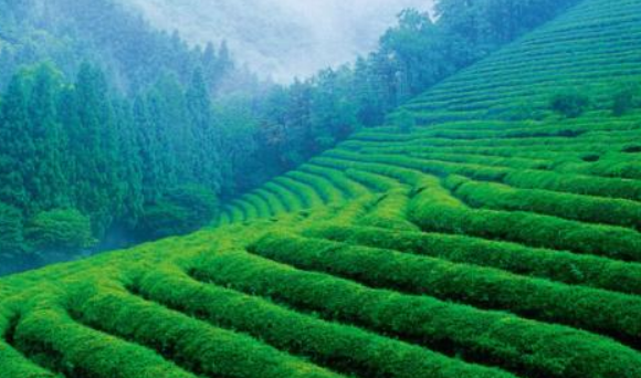 紫阳富硒茶加盟