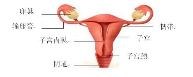 女生补锌会增加雌性激素吗