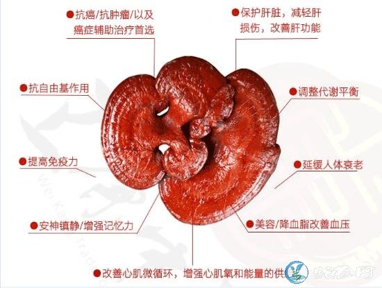 灵芝为什么补硒