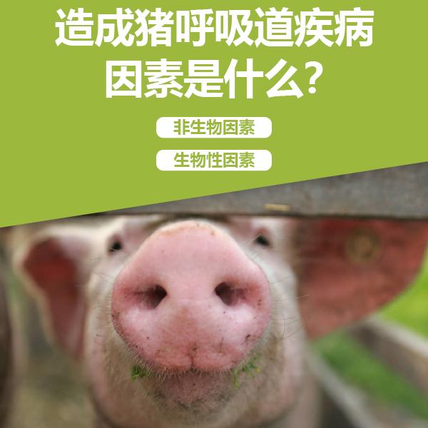 母猪补硒补多了