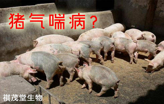 母猪补硒补多了