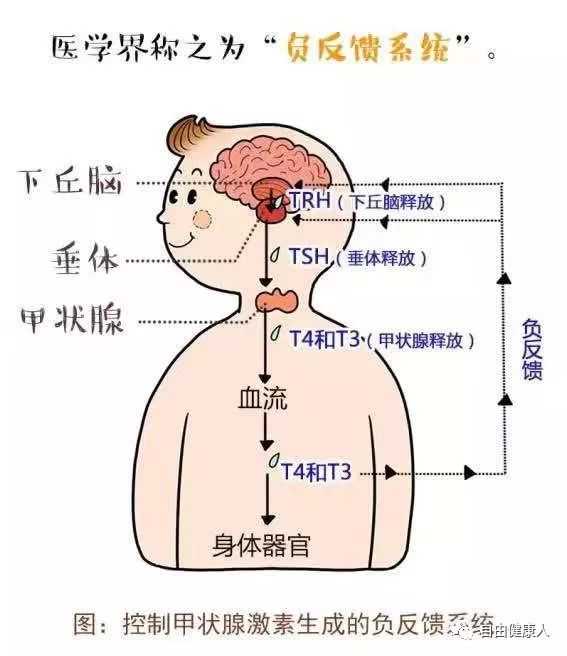 桥本补硒补多少