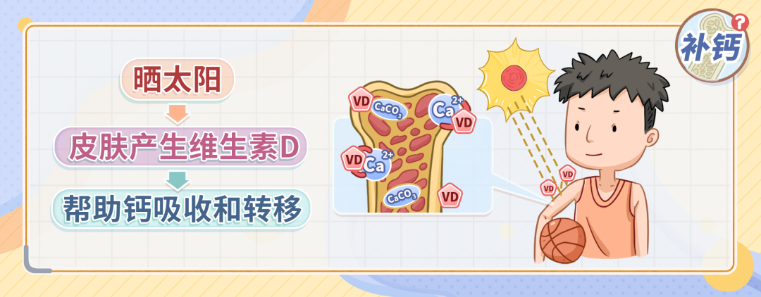 补钙的新知识