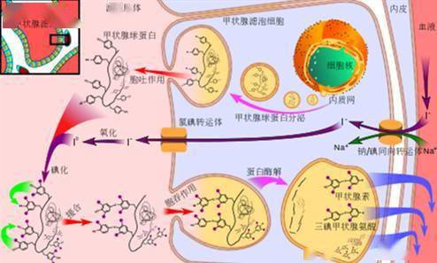 补硒能去甲状腺