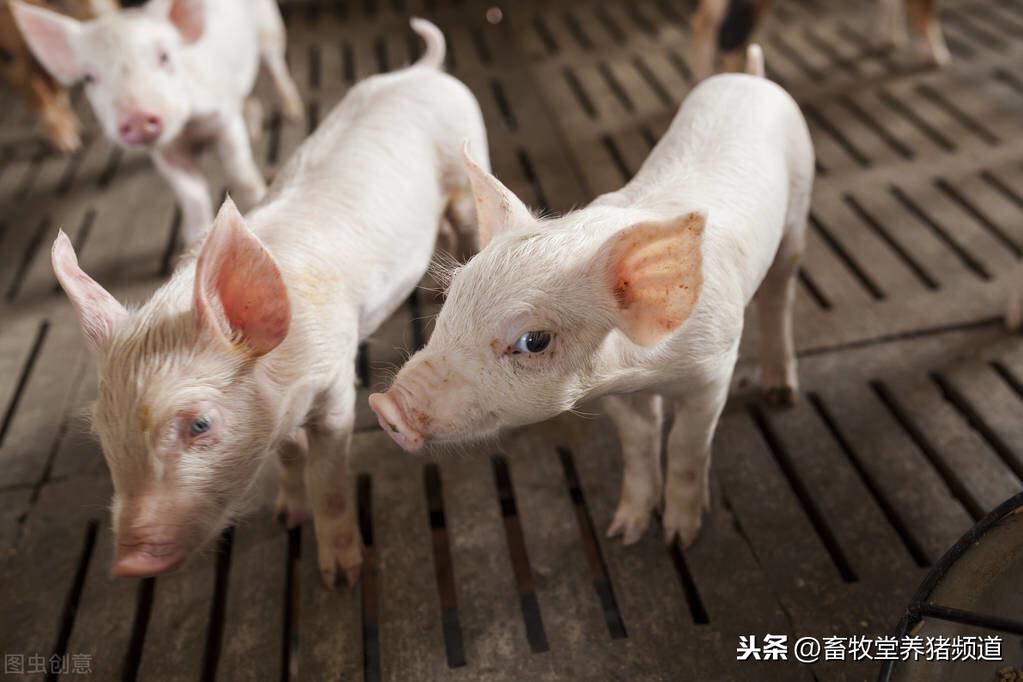正确的母猪补硒