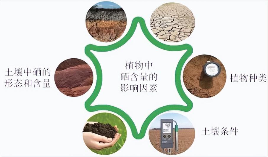 硒元素补多白带