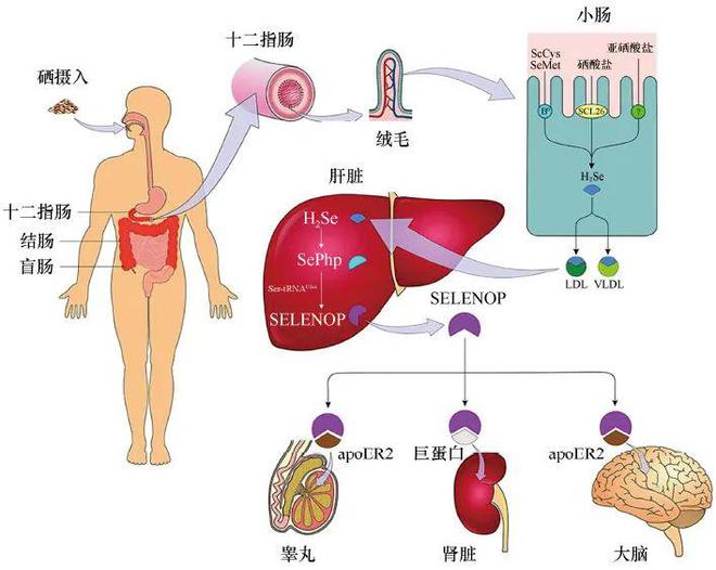 自己做孕期补硒