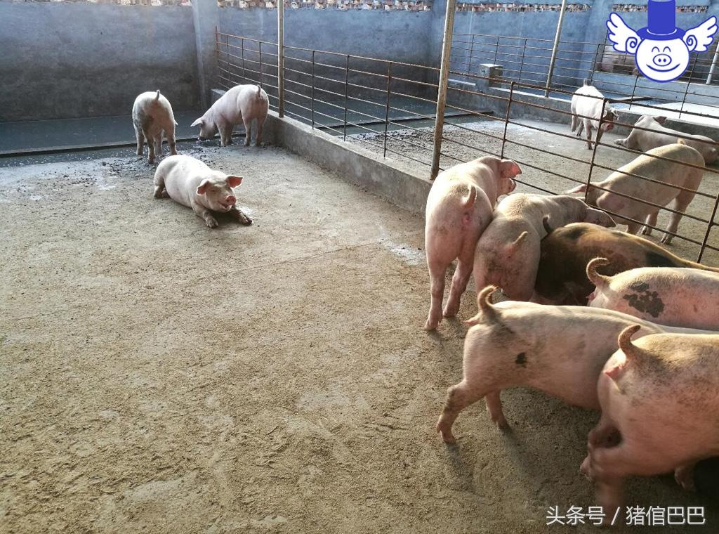 怎么给仔猪补硒