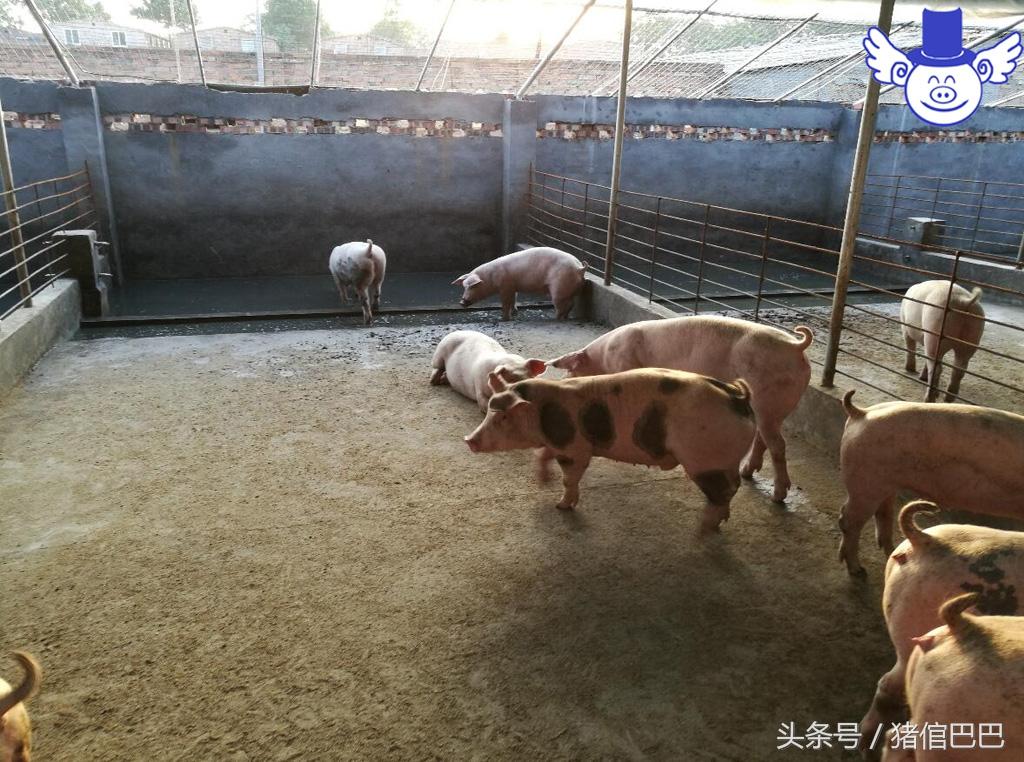 怎么给仔猪补硒