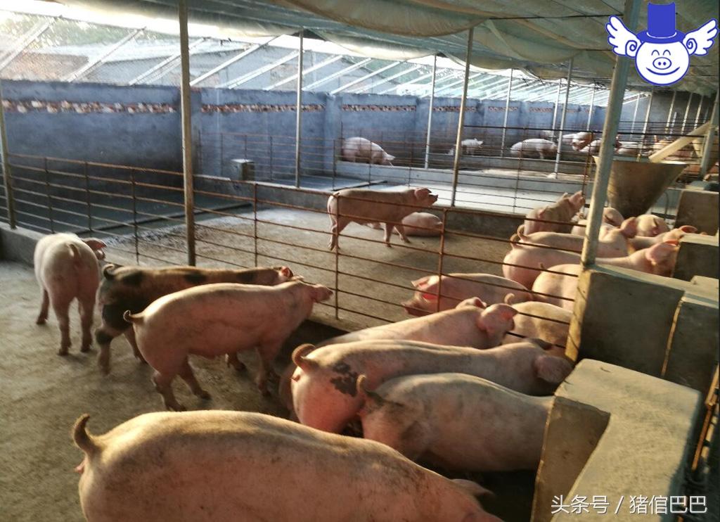 怎么给仔猪补硒