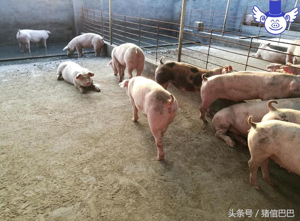 怎么给仔猪补硒