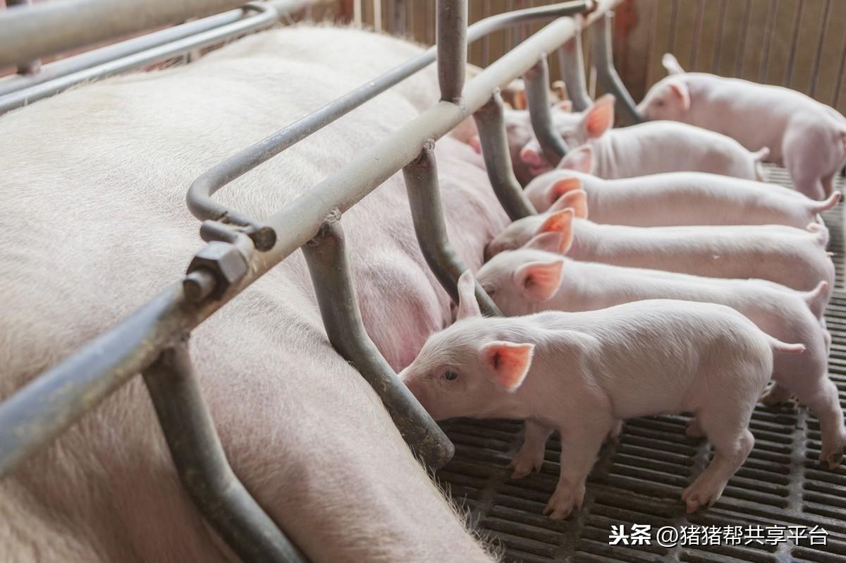 母猪补亚硒酸钠