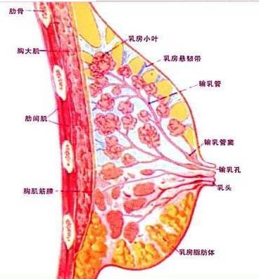 补硒与乳腺增生