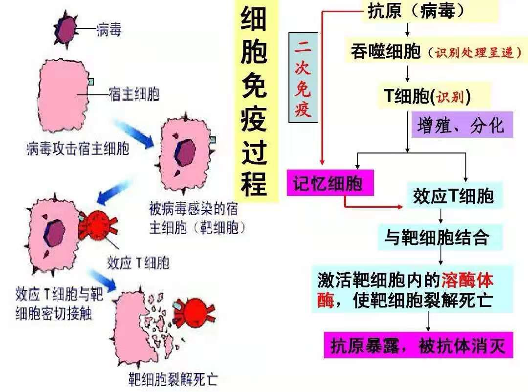 病毒肝补什么硒