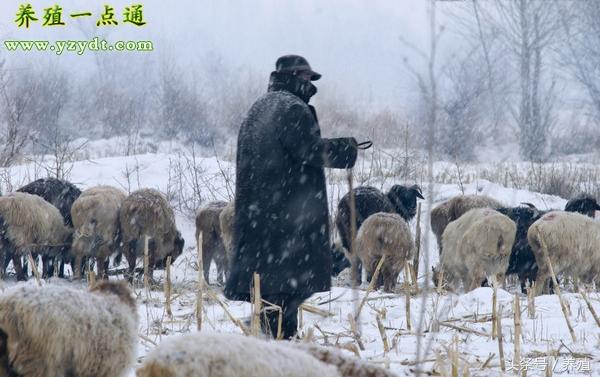 养殖羊如何补硒