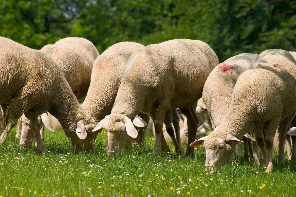 养殖羊如何补硒