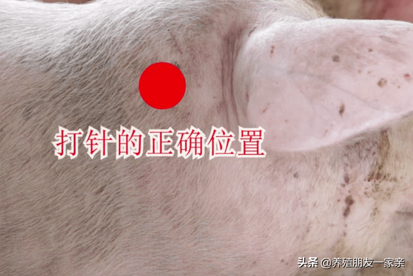 保育猪怎么补硒