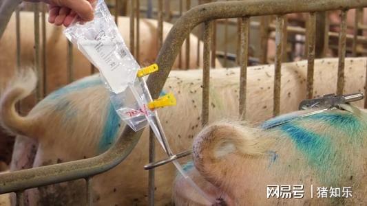 保育猪怎么补硒