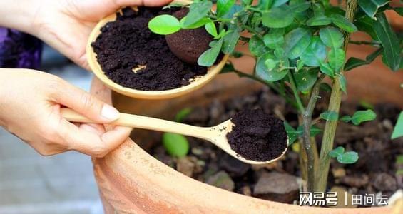 植物补硒的方式