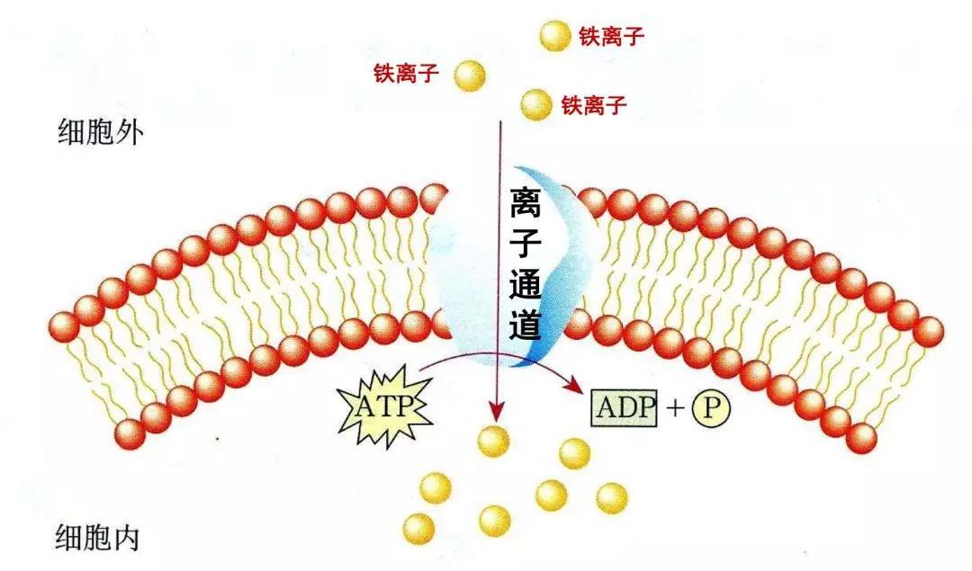 补铁吃什么药最好