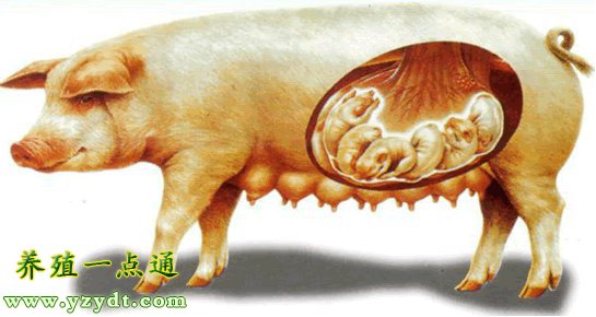母猪需要补硒么