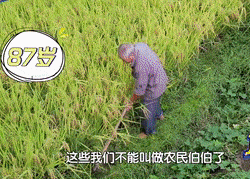 有机硒片补硒吗