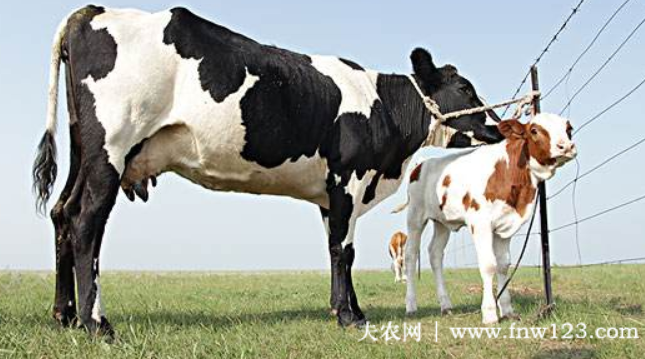 怎样给母牛补硒