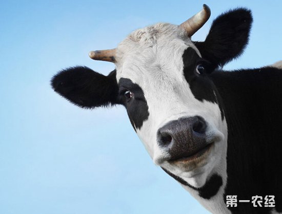 奶牛